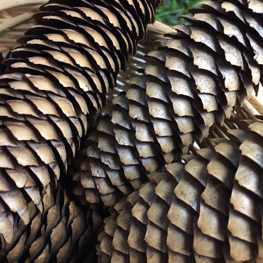 10 BIG – 5 6 7 inch Pine Cones Washed Cleaned Crafts Kids Ornaments Christmas - Picture 3 of 4